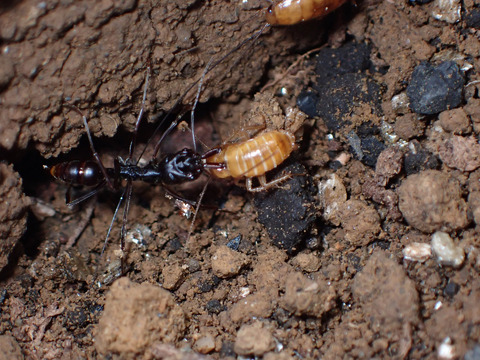 アギトアリ Odontomachus monticola | 【ありんこコミュニティフォーラム】