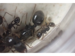 クロナガアリ