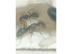 更新終了　クロオオアリの成長記録　Camponotus Japonicus