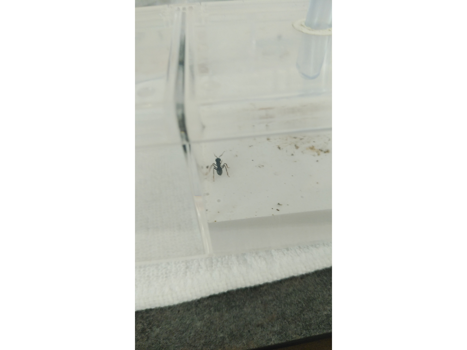 ヒラアシクサアリ（クサアリモドキ）Lasius spathepus 【ありんこコミュニティフォーラム】