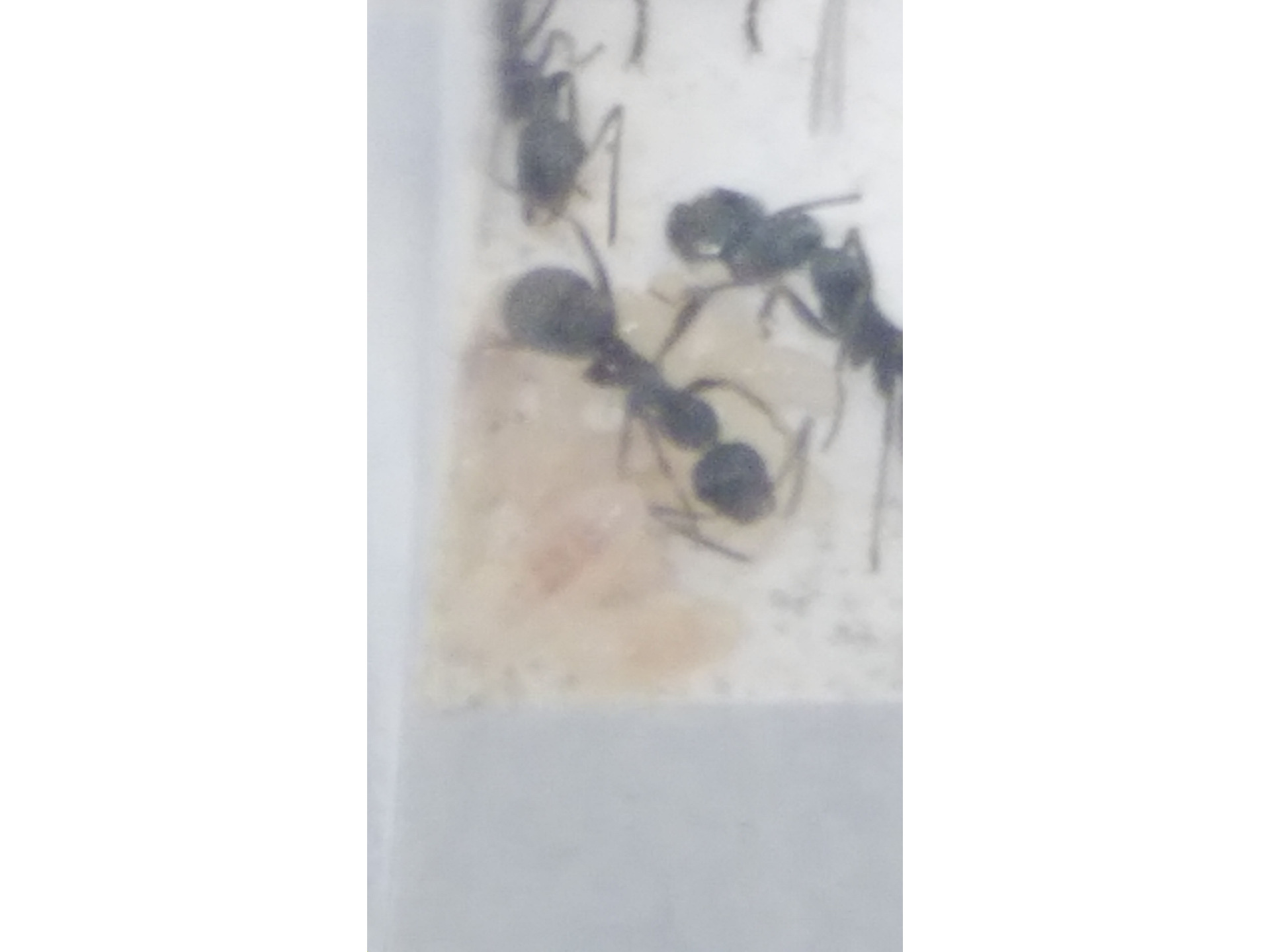 クロヤマアリの飼育方法 ありんこコミュニティフォーラム 蟻の同定や飼育についての交流サイトです アリさんの飼育に関する知識や同定といった情報の共有をしましょう ありんこコミュニティフォーラム