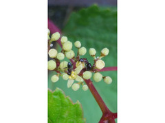 ウメマツオオアリの飼育方法　ツヤがある初心者向け乾燥種　Camponotus vitiosus