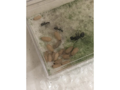 クロオオアリ　Camponotus japonicus