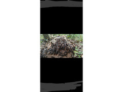 ムネアカオオアリの採取から飼育