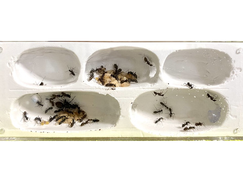 我が家におけるクロオオアリ飼育環境について ありんこコミュニティフォーラム 蟻の同定や飼育についての交流サイトです アリさんの飼育に関する知識や同定といった情報の共有をしましょう ありんこコミュニティフォーラム