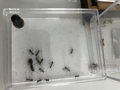Camponotus pariusの飼育環境
