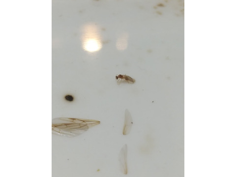キイロシリアゲアリの同定画像