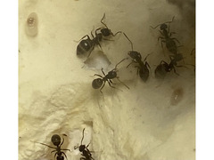 蟻の飼育の意味