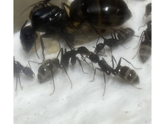 蟻の飼育の意味