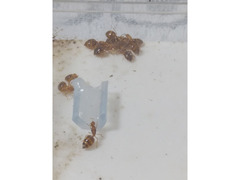 キイロシリアゲアリの成長記録