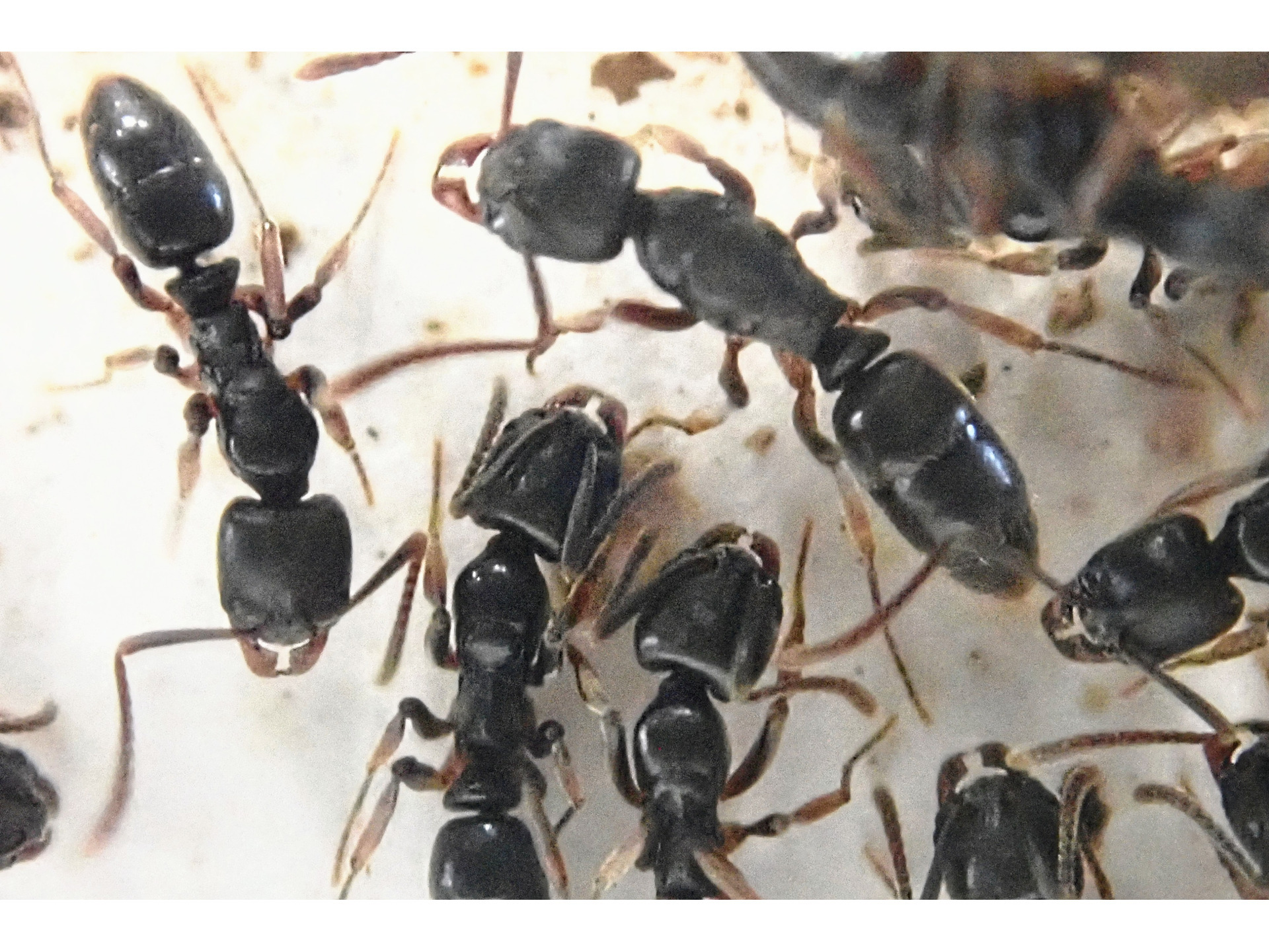 A.Lab】オキナワアギトアリのコロニー女王5、ワーカー20個体(死着補償有） - 虫類