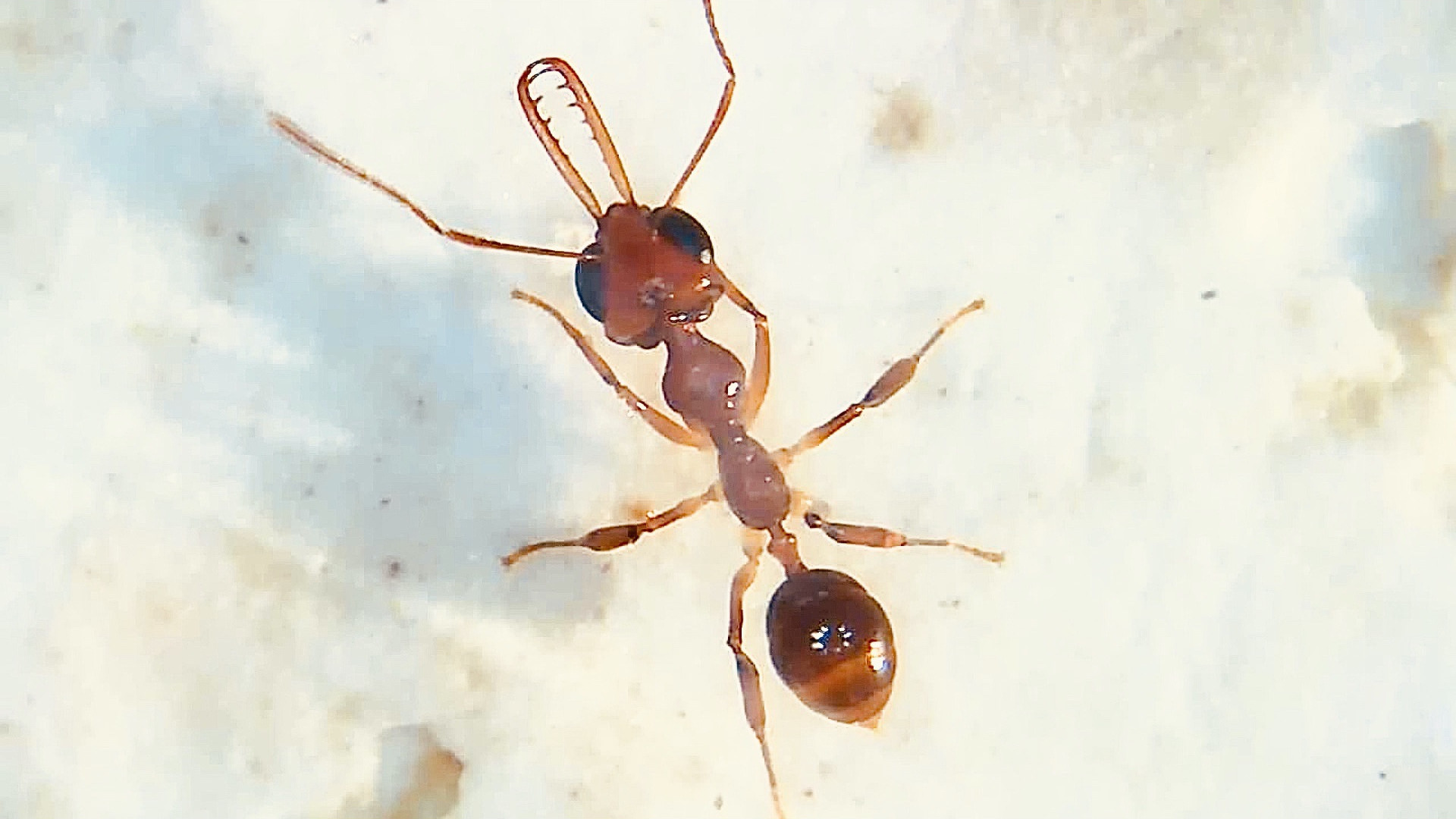 ハンミョウアリ : Myrmoteras binghamii 飼育記録 | 【ありんこコミュニティフォーラム】