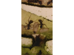 クロオオアリのメジャーワーカーの繭　同定用画像