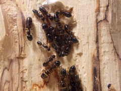 ナワヨツボシオオアリの木製巣