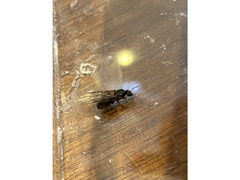 これ何アリですか？