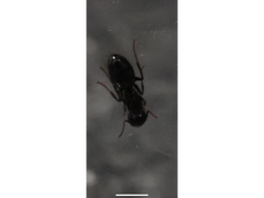 これは何アリですか？