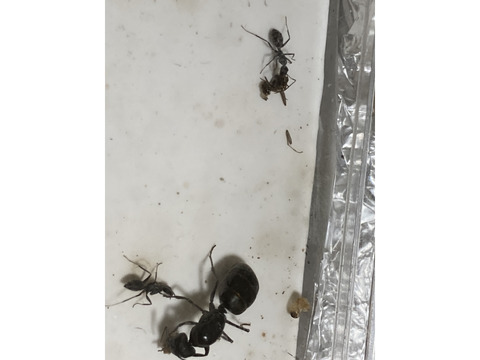 蟻が繭を開けようとせず、繭の中の蟻が死んでしまいました。