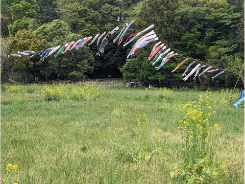 ～5/上　大沢の里：約40匹 の こいのぼりが泳いでいます