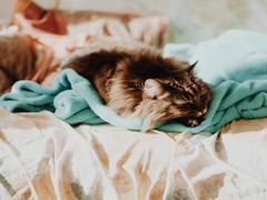 猫と人間が快適に一緒に寝られる布団