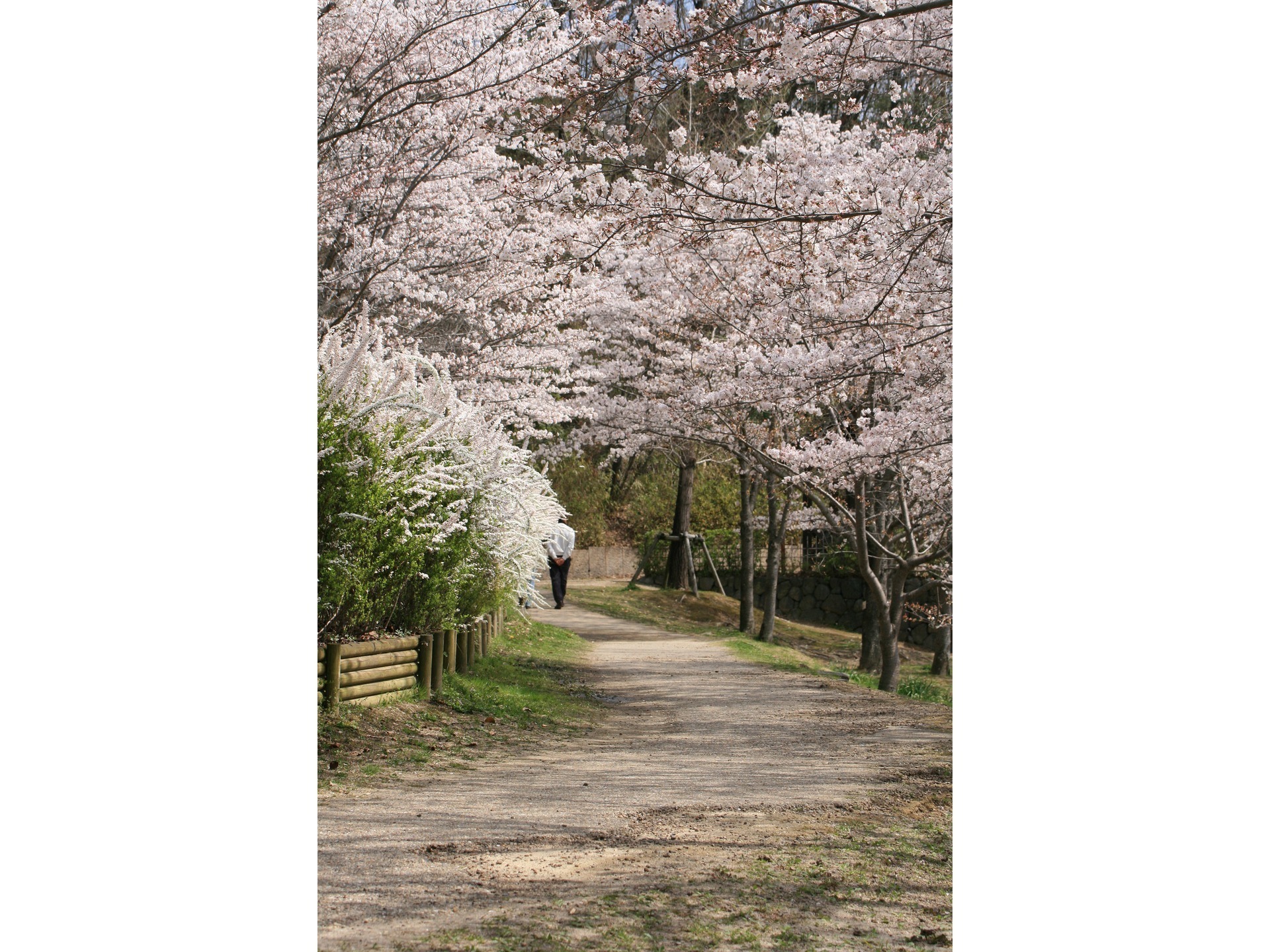 桜のトンネル けいはんな記念公園 スナップ写真投稿サイト 京田辺市 精華町 木津川市で撮った写真をシェア やましろ お気楽写真クラブ