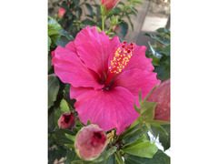 🎙️ココの中にも居たはずなんです🙂経験無し初心者🔰でもいいんですが。。