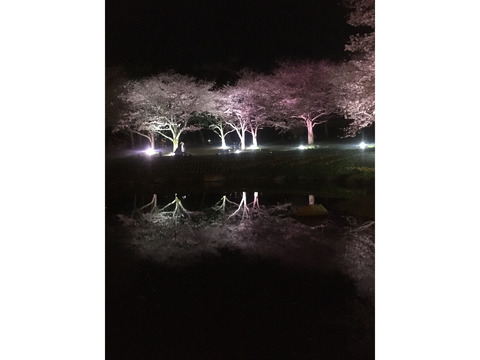 別府公園　桜