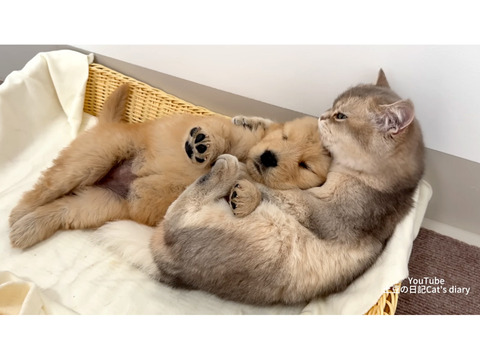 ★★★　１１月６日　開催予定です　★★★