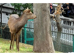 ★★★　　4月2日通常開催予定です　　★★★
